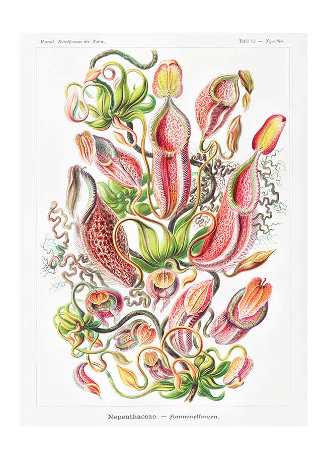 Pitcher Plants Botanical Illustration Print