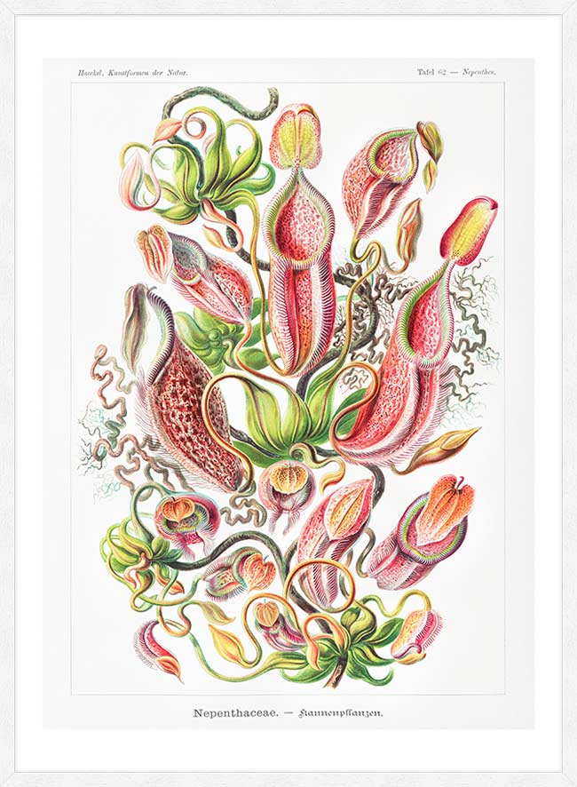 Pitcher Plants Botanical Illustration Print