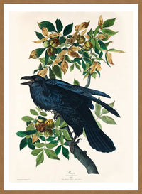 Raven Vintage Bird Print