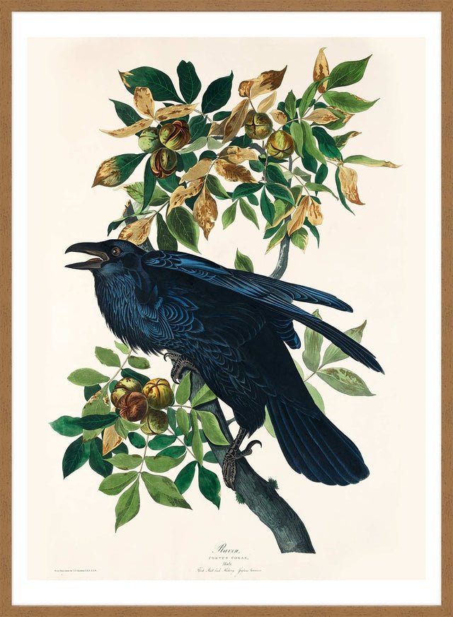 Raven Vintage Bird Print