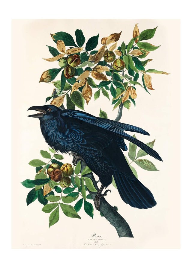 Raven Vintage Bird Print