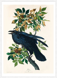 Raven Vintage Bird Print