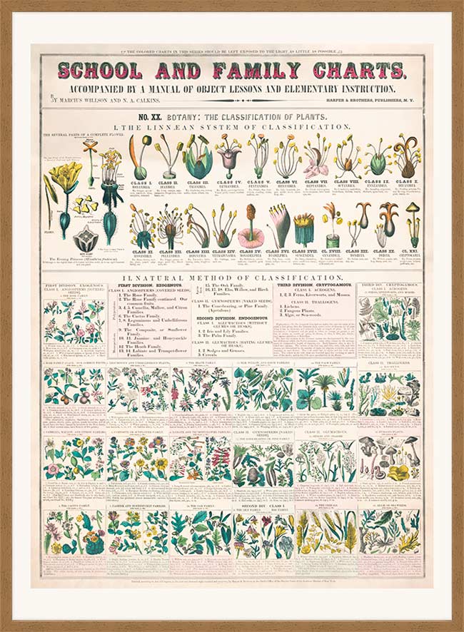 School and Family Charts - Classification of Plants Botanical Chart
