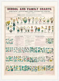 School and Family Charts - Classification of Plants Botanical Chart