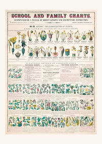 School and Family Charts - Classification of Plants Botanical Chart