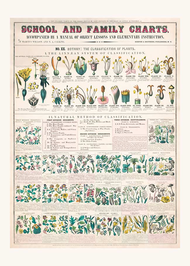 School and Family Charts - Classification of Plants Botanical Chart