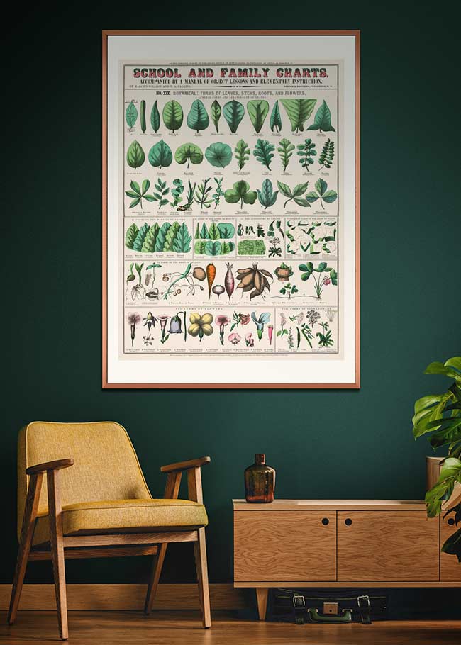School and Family Charts - Leaves Stems Roots Flowers Diagram Print