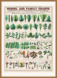 School and Family Charts - Leaves Stems Roots Flowers Diagram Print