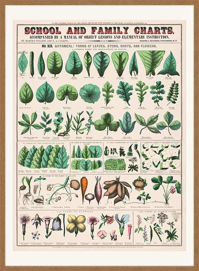 School and Family Charts - Leaves Stems Roots Flowers Diagram Print
