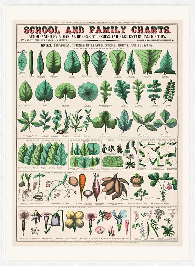 School and Family Charts - Leaves Stems Roots Flowers Diagram Print