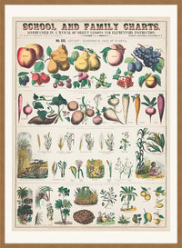 School and Family Charts - Uses of Plants 2 Botanical Print