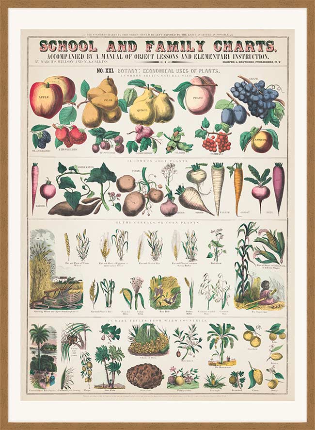 School and Family Charts - Uses of Plants 2 Botanical Print