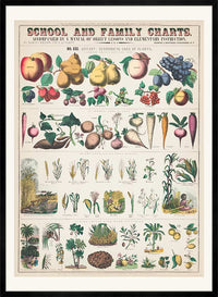 School and Family Charts - Uses of Plants 2 Botanical Print