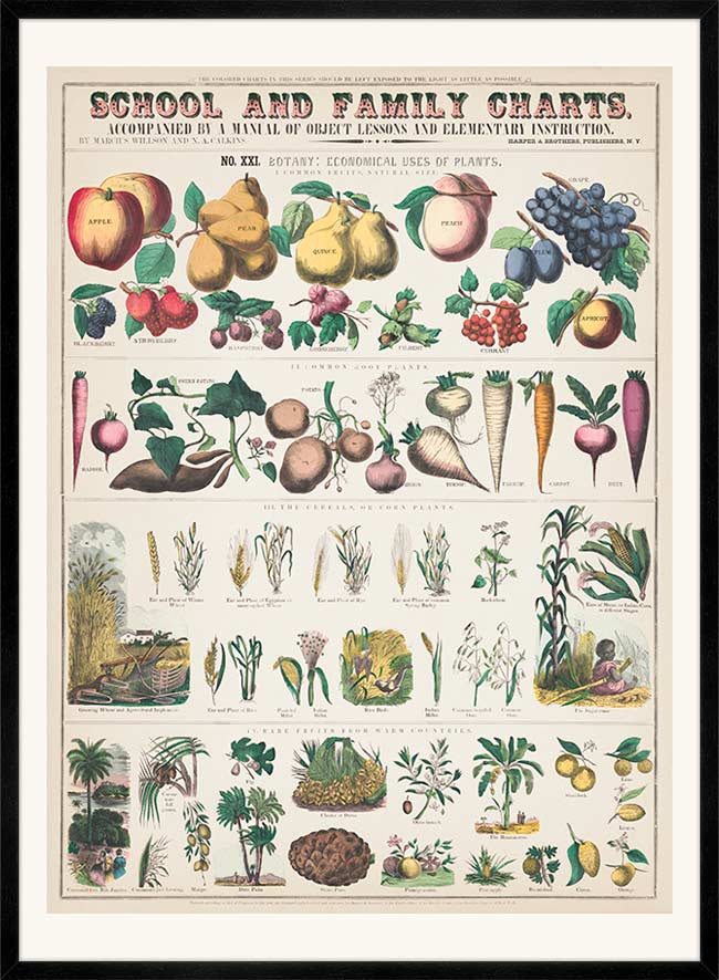 School and Family Charts - Uses of Plants 2 Botanical Print