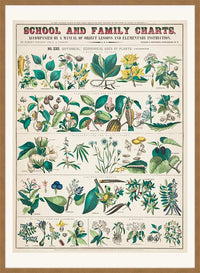 School and Family Charts - Uses of Plants Botanical Print