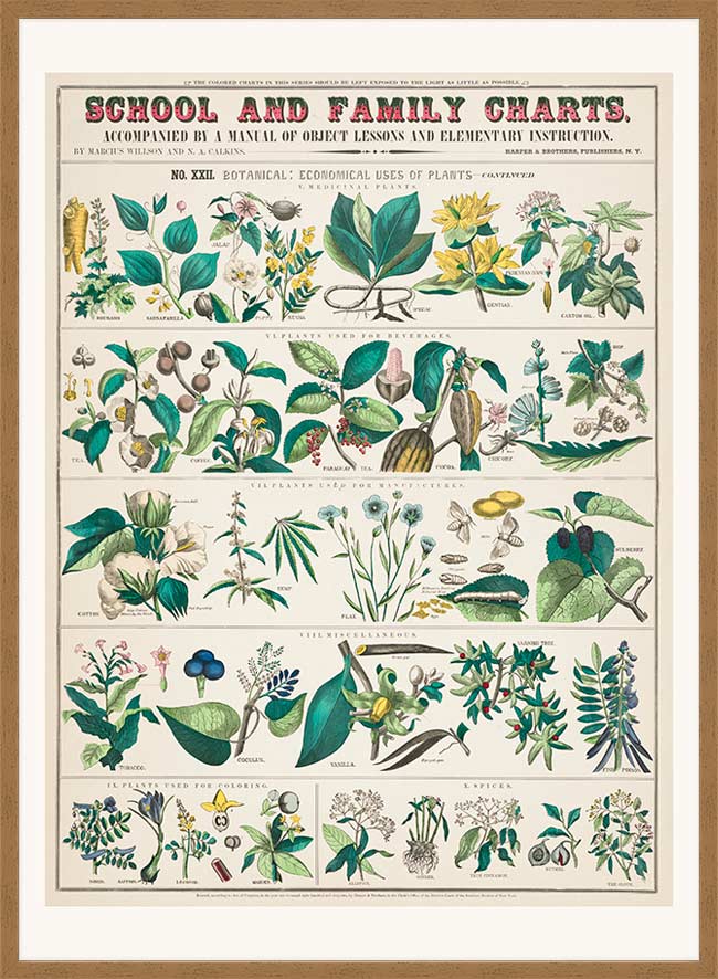 School and Family Charts - Uses of Plants Botanical Print