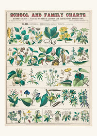 School and Family Charts - Uses of Plants Botanical Print