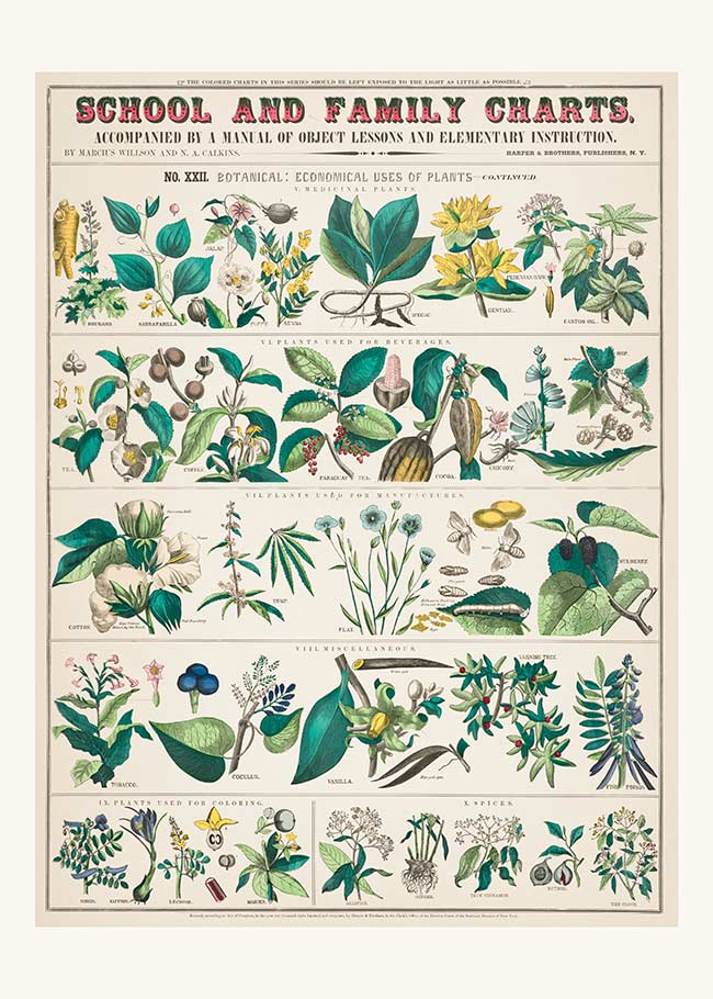 School and Family Charts - Uses of Plants Botanical Print