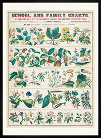 School and Family Charts - Uses of Plants Botanical Print