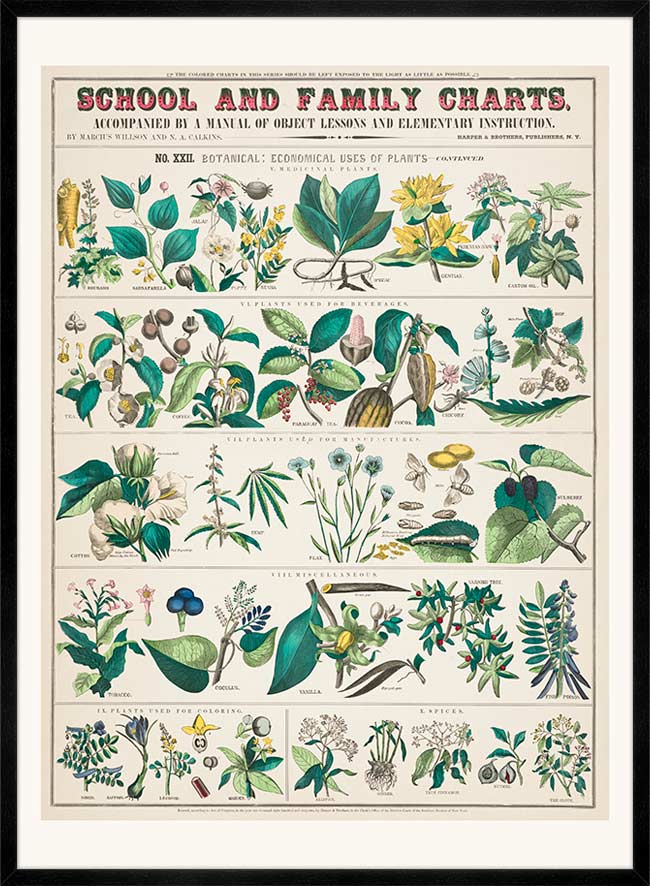 School and Family Charts - Uses of Plants Botanical Print