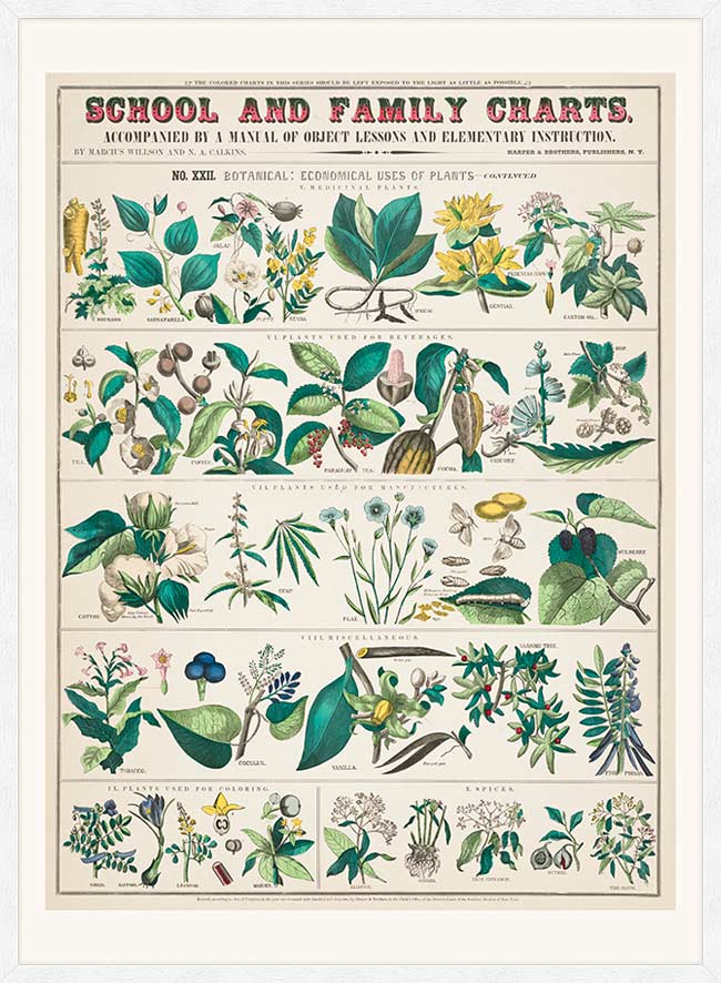 School and Family Charts - Uses of Plants Botanical Print