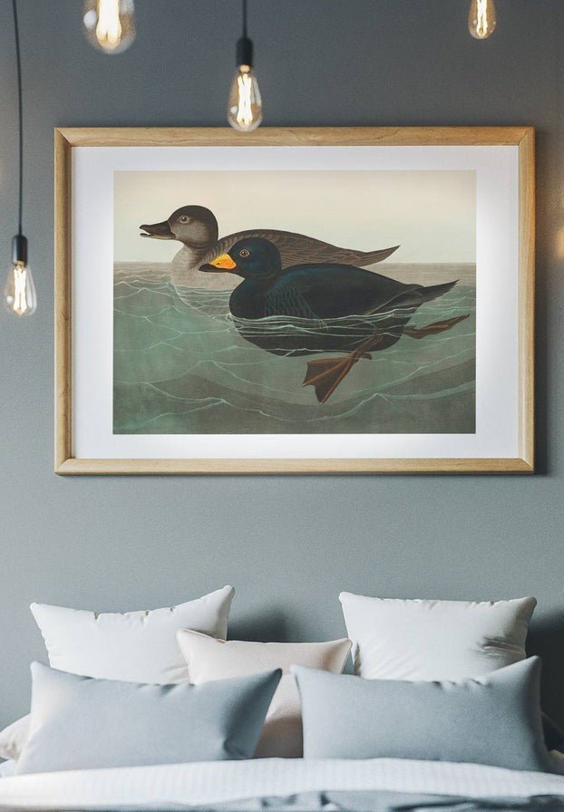 Scoter Duck Vintage Bird Print