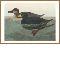 Scoter Duck Vintage Bird Print