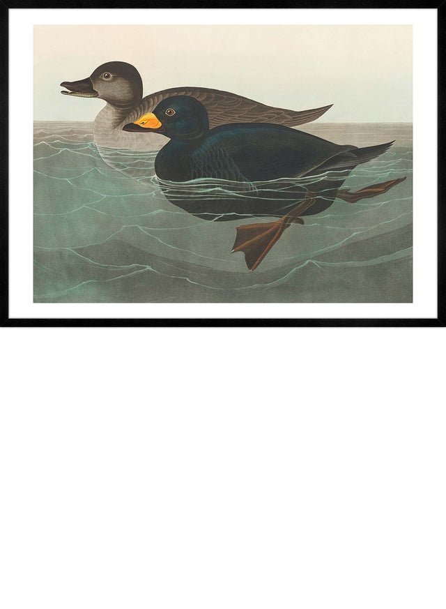 Scoter Duck Vintage Bird Print