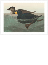 Scoter Duck Vintage Bird Print