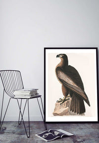 Sea Eagle Vintage Bird Print