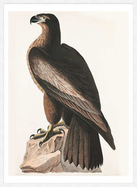 Sea Eagle Vintage Bird Print