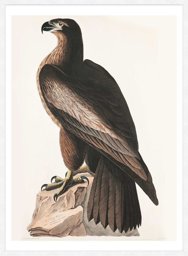Sea Eagle Vintage Bird Print