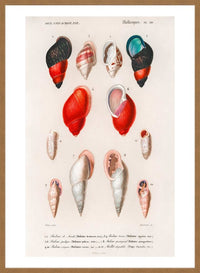 Sea Shells 2 Antique Print