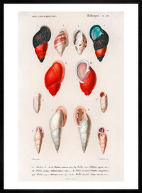 Sea Shells 2 Antique Print
