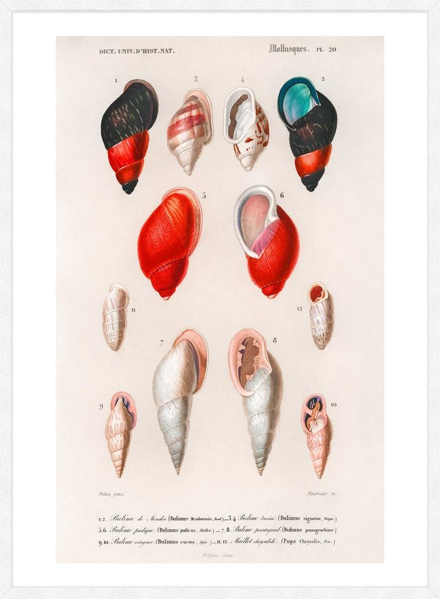 Sea Shells 2 Antique Print