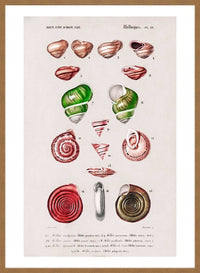 Sea Shells 3 Antique Print