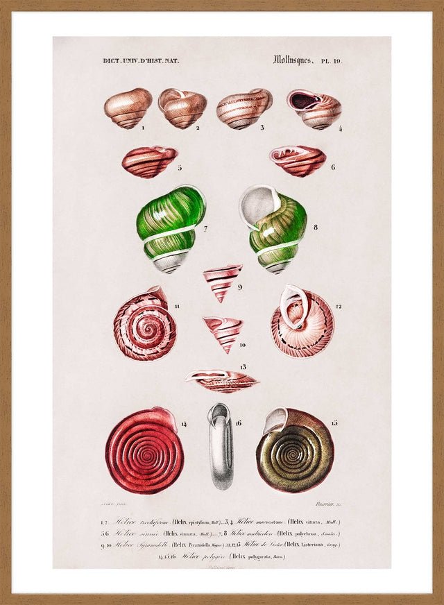 Sea Shells 3 Antique Print