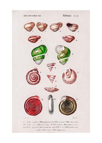 Sea Shells 3 Antique Print