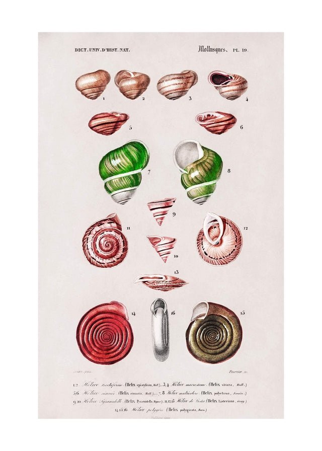 Sea Shells 3 Antique Print