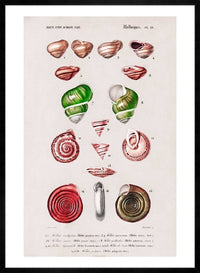 Sea Shells 3 Antique Print