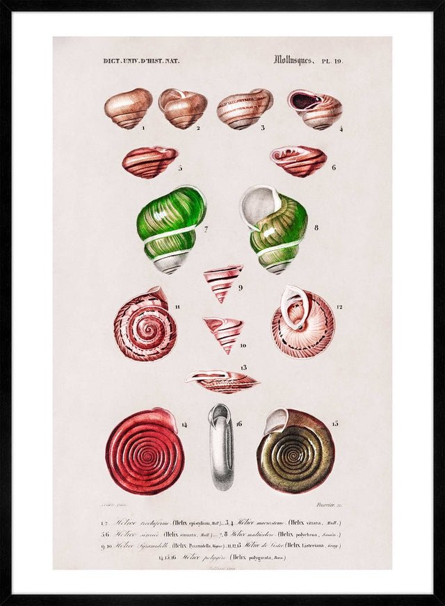 Sea Shells 3 Antique Print