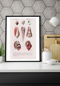 Sea Shells 4 Antique Print