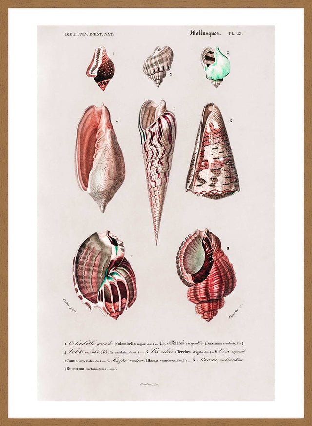 Sea Shells 4 Antique Print