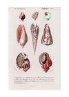 Sea Shells 4 Antique Print