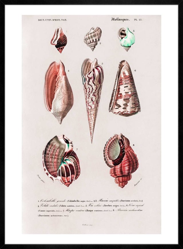 Sea Shells 4 Antique Print