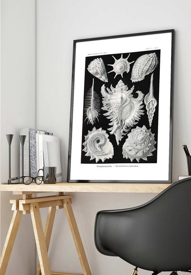 Sea Shells Antique Print