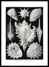 Sea Shells Antique Print