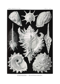 Sea Shells Antique Print