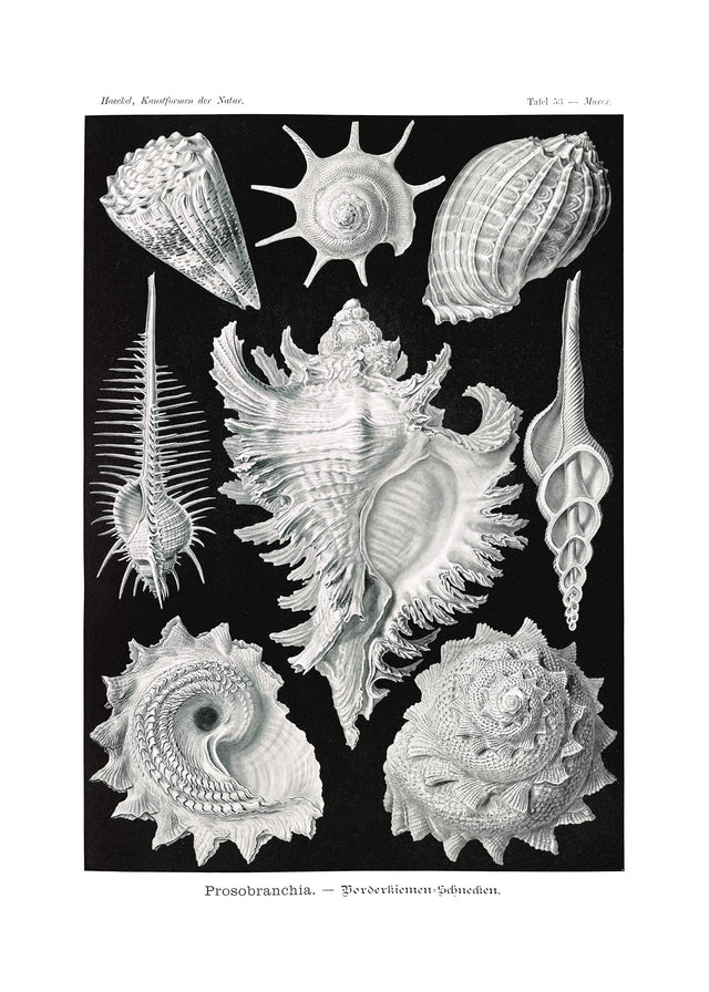 Sea Shells Antique Print