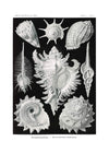 Sea Shells Antique Print